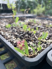Indigofera spicata