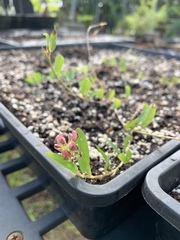 Indigofera spicata