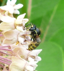 Vespula acadica