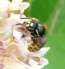 Vespula acadica