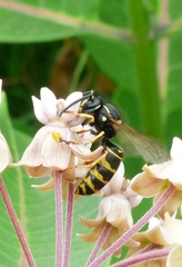 Vespula acadica