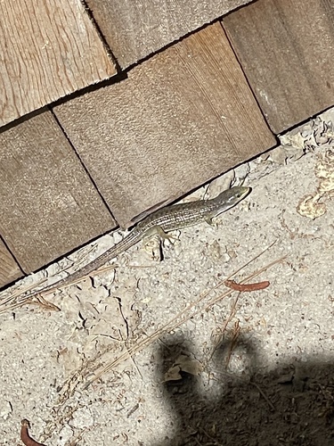 iNaturalist observation photo of Northern Alligator Lizard