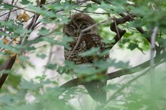Strix occidentalis lucida