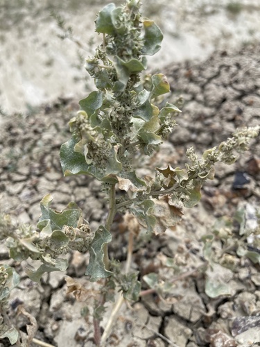 Silverscale saltbush (Atriplex argentea)