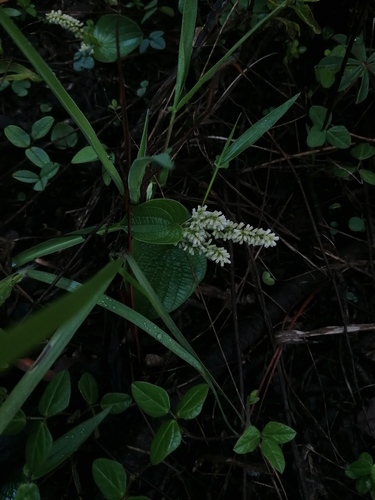 Dioscorea minima (Dioscorea minima)