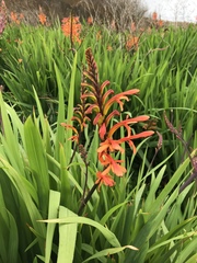 Chasmanthe floribunda