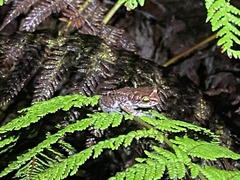 Hispaniola Cordillera Frog photo 3