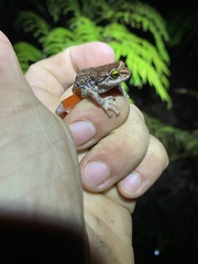 Hispaniola Cordillera Frog photo 2