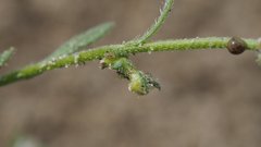 Pectocarya heterocarpa