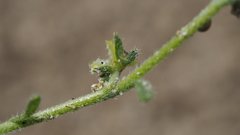 Pectocarya heterocarpa