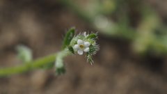Pectocarya heterocarpa