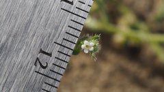 Pectocarya heterocarpa