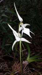 Jumellea stenophylla