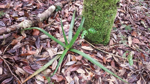 Aloe rosea