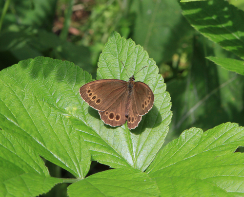 Woodland Brown