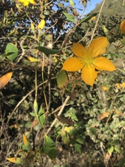 Mentzelia arborescens