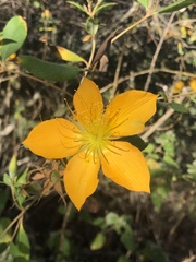 Mentzelia arborescens