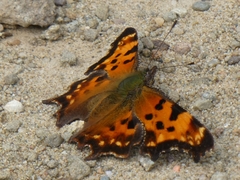 Polygonia faunus image