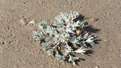 Stylocline intertexta