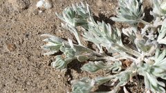 Stylocline intertexta