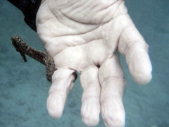 Hippocampus reidi