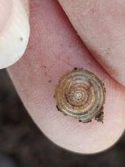 Gastrodontidae