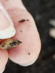 Gastrodontidae