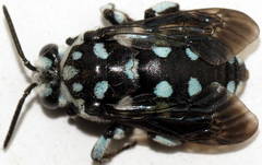 Thyreus caeruleopunctatus