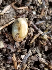 Gastrodontidae