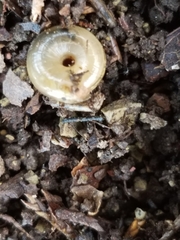 Gastrodontidae