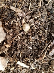 Gastrodontidae