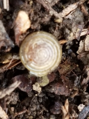 Gastrodontidae