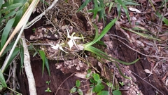 Jumellea stenophylla