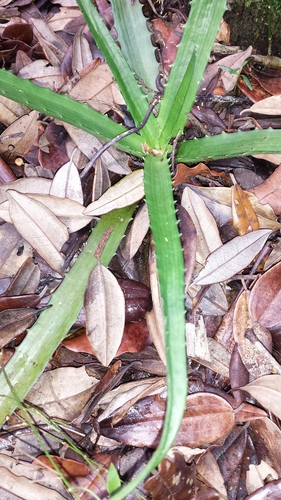 Aloe rosea image