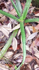 Aloe rosea