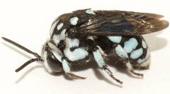 Thyreus caeruleopunctatus