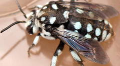 Thyreus caeruleopunctatus