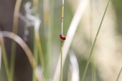 Urodera dilaticollis