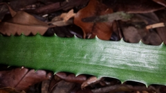 Aloe rosea image