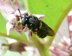 Stratiomys badia