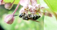 Stratiomys badia