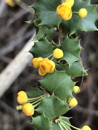 Berberis actinacantha Mart. ex Schult.fil.