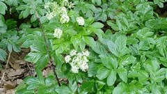 Smyrnieae