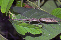 Trachythorax maculicollis
