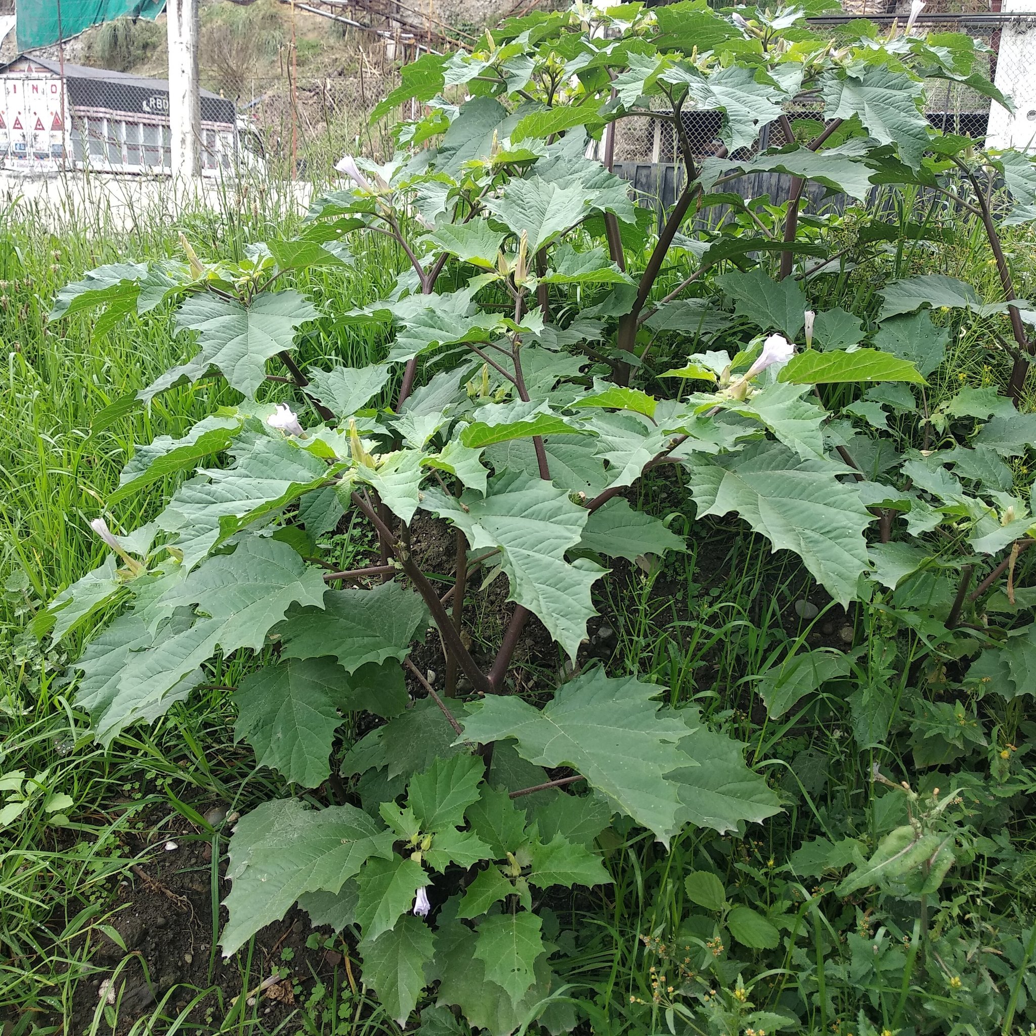 Datura image