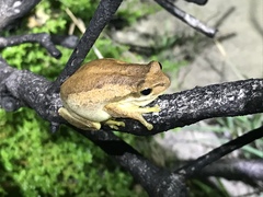 Litoria jervisiensis
