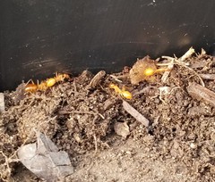 Camponotus festinatus