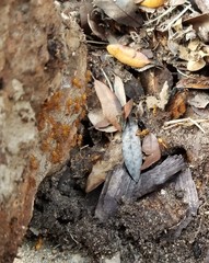 Camponotus festinatus