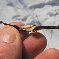 Neolasioptera boehmeriae