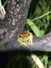 Litoria jervisiensis